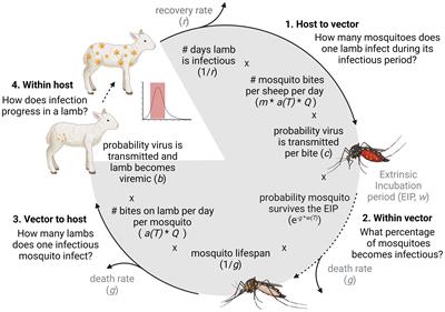 Quantifying Rift Valley fever virus transmission efficiency in a lamb-mosquito-lamb model